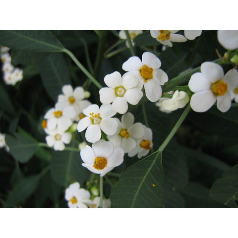 Longwood Gardens, Euphorbia fulgens