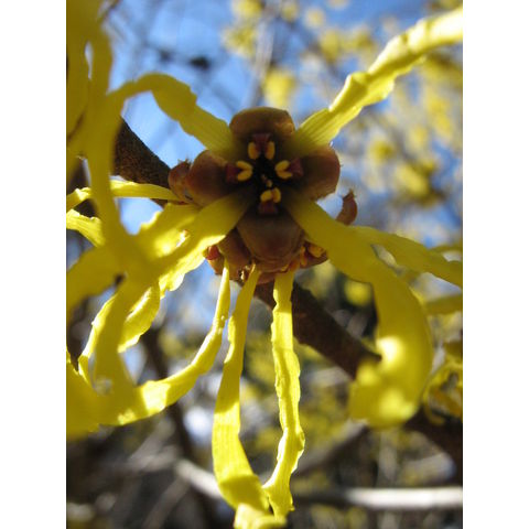 Hamamelis x intermedia 'Arnold Promise'