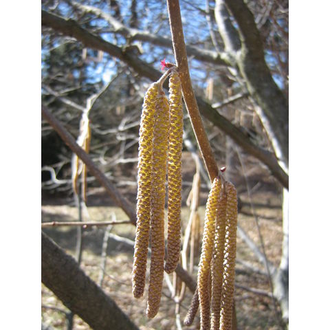 Corylus sp.