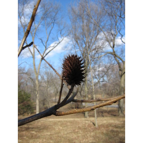 Platycarya strobilacea
