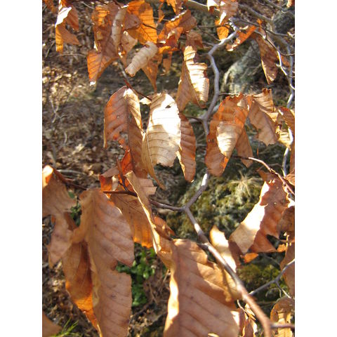 Fagus grandifolia