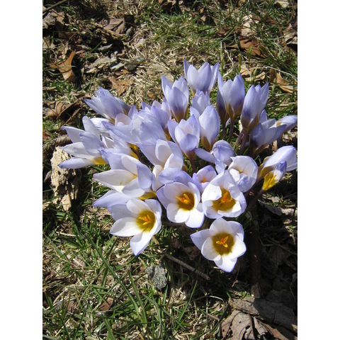 Crocus sp.