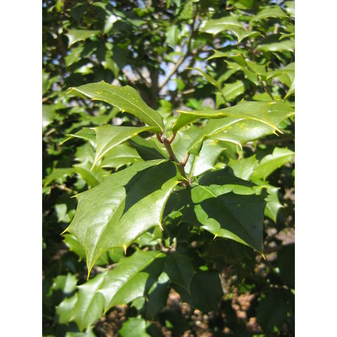 Ilex opaca