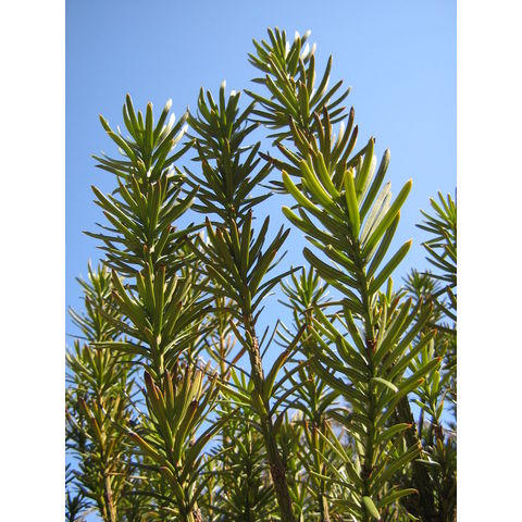 Cephalotaxus harringtonia 'Fastigiata'