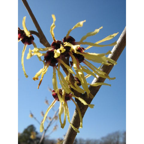Hamamelis x intermedia cv. primavera