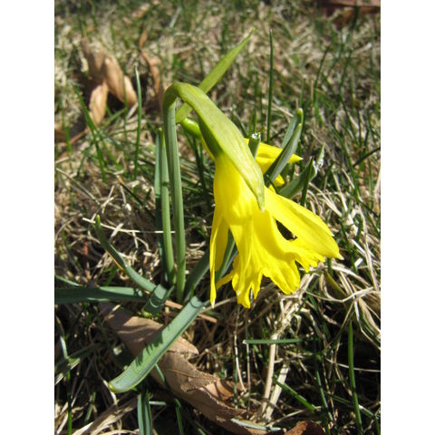 Narcissus sp.