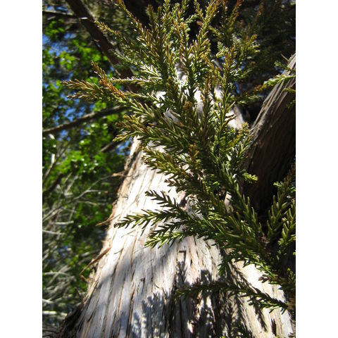 Sequoiadendron giganteum