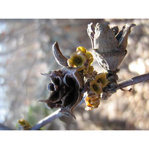 Hamamelis virginiana