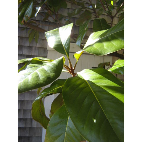 Magnolia grandiflora