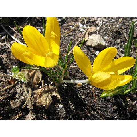 Crocus sp.