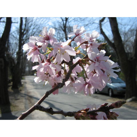 Prunus sp.