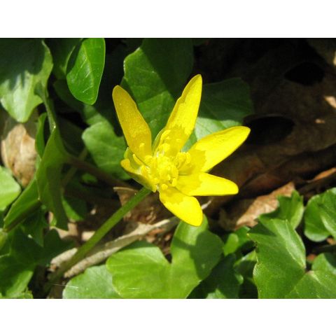 Ficaria verna