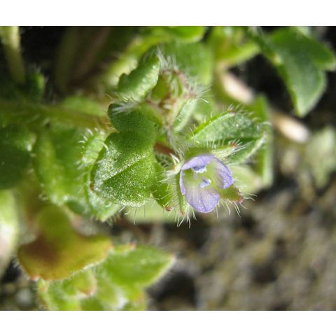 Veronica sp.