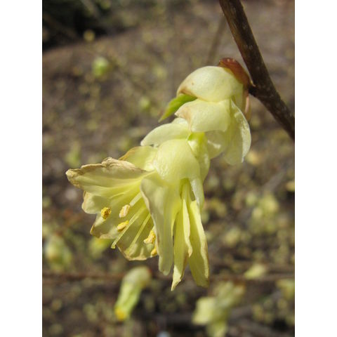 Corylopsis pauciflora