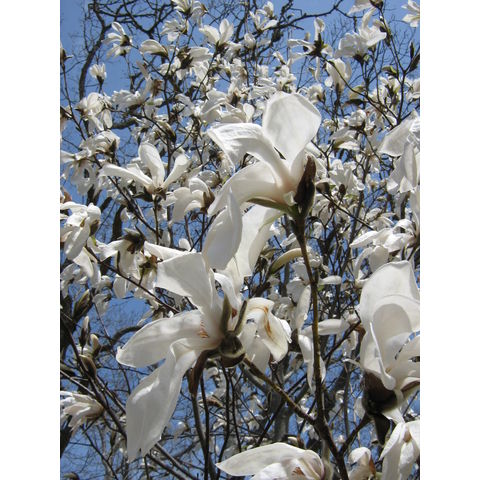 Magnolia kewensis 'Wada's Memory'