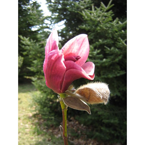 Magnolia 'Spectrum'
