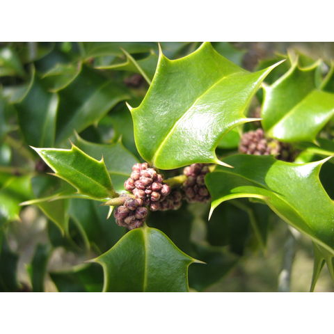 Ilex aquifolium 'Gable'