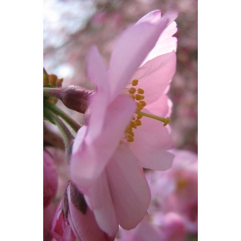 Prunus 'Accolade'