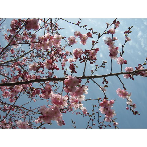 Prunus 'Accolade'