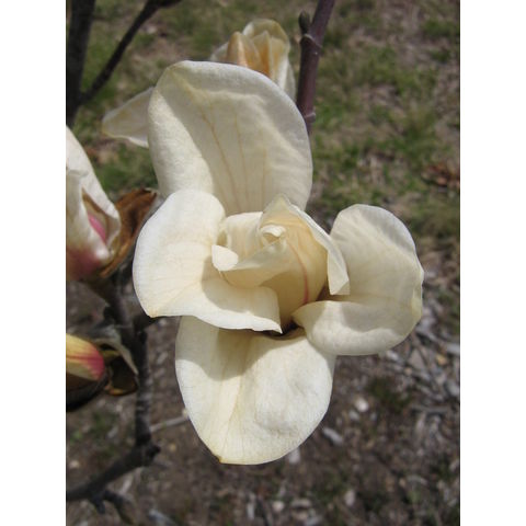 Magnolia cylindrica