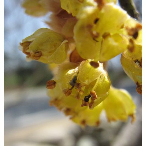 Lindera obtusifolia