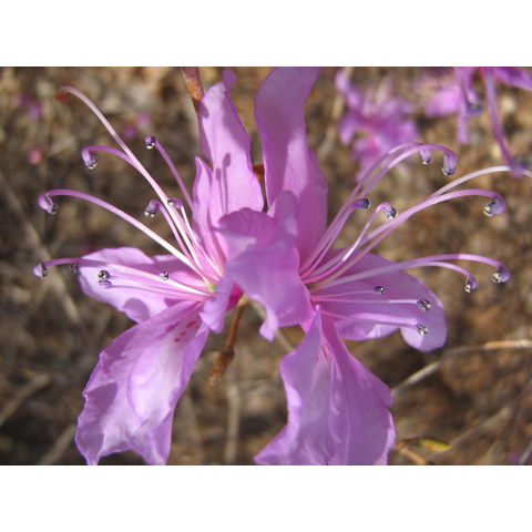 Rhododendron mayebarae
