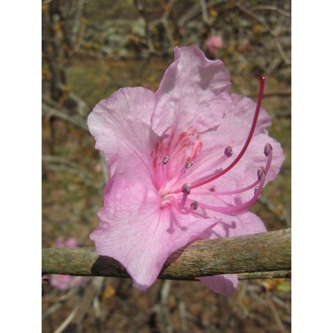 Rhododenrum mucronatum