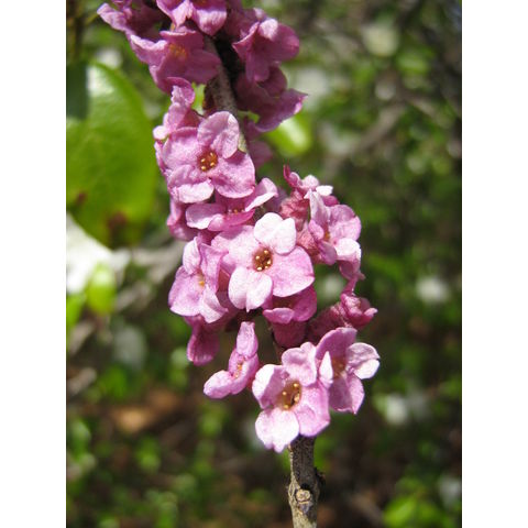 Daphne mezereum