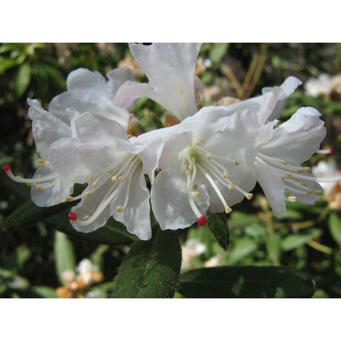 Rhododendron 'Montchanin'