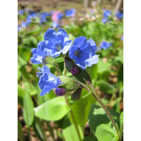 Pulmonaria sp.