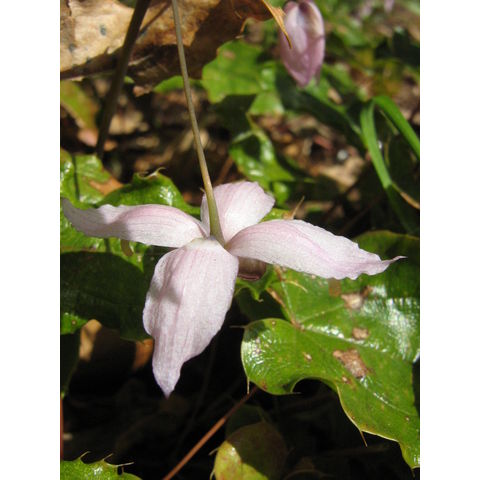 Epimedium 'Enchcntress'