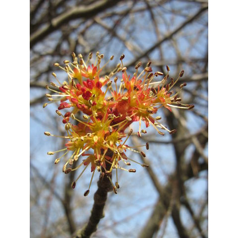 Acer sp.