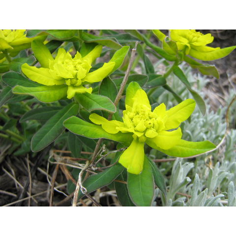 Euphorbia sp.