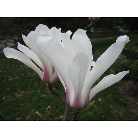 Magnolia cylindrica