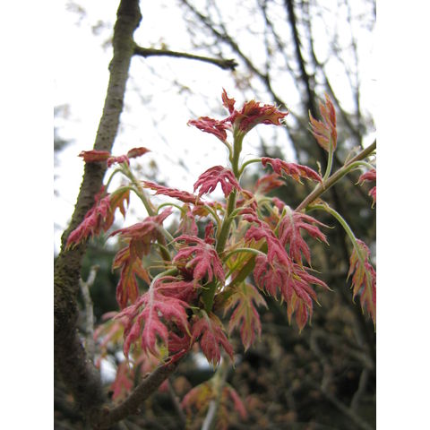 Quercus ellipsoidalis