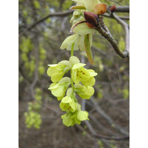 Corylopsis sinensis var. calvescens