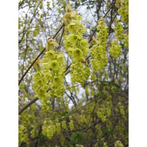 Corylopsis sinensis var. calvescens