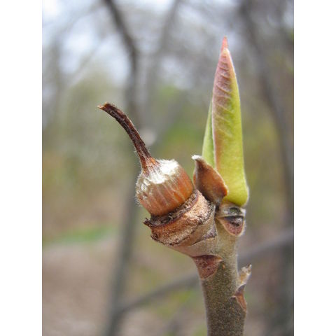 Franklinia alatamaha