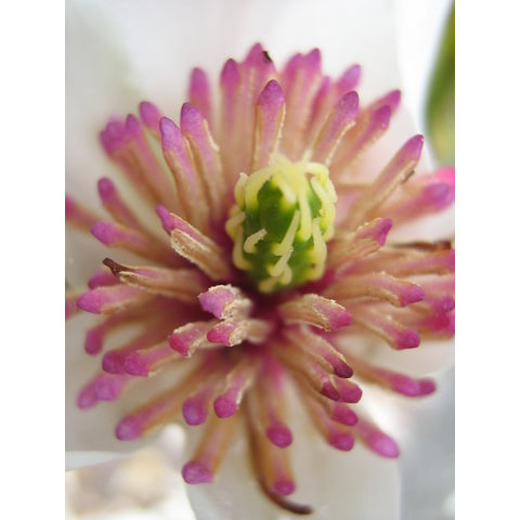 Magnolia salicifolia