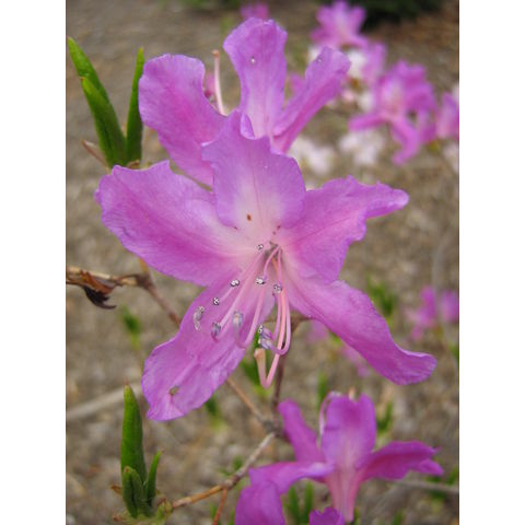 Rhododendron reticulatum
