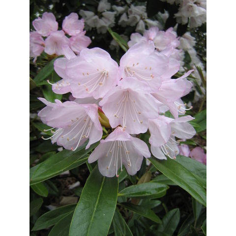 Rhododendron metternichii