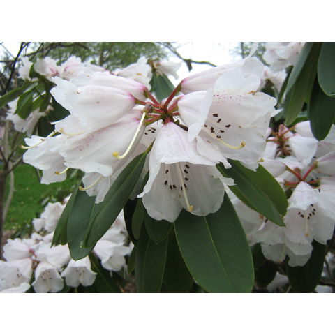 Rhododendron praevernum