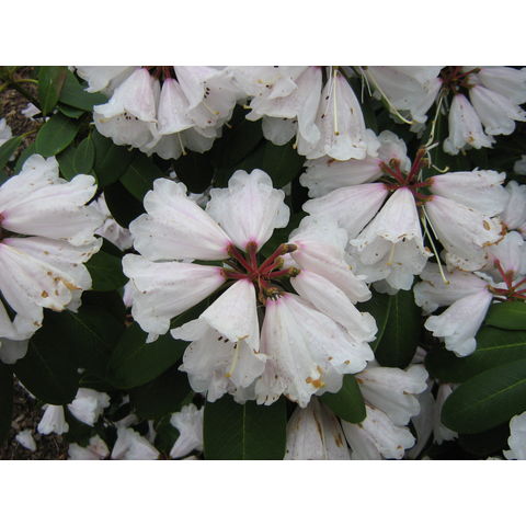 Rhododendron praevernum