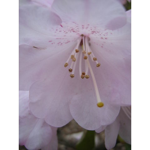 Rhododendron fargesii