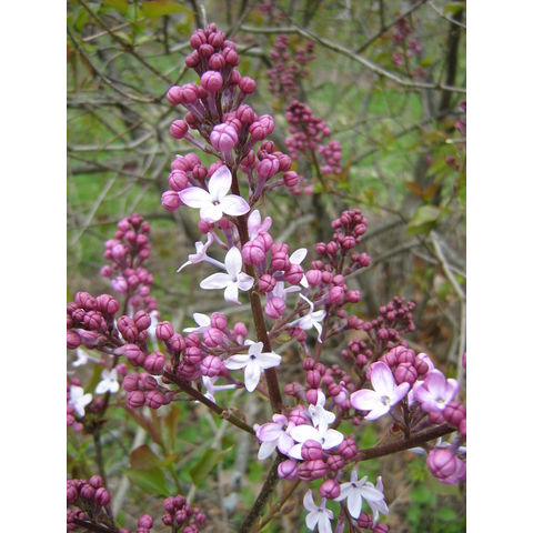 Syringa vulgaris