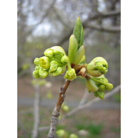 Lindera erythrocarpa
