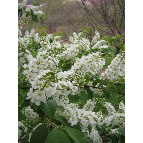 Prunus padus var. glauca