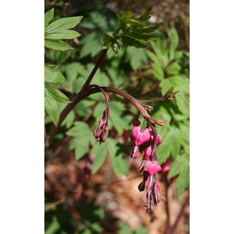 Dicentra sp.