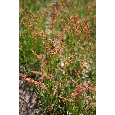 Rumex sp.