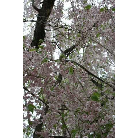 Prunus subhirtella 'Pendula Plena'